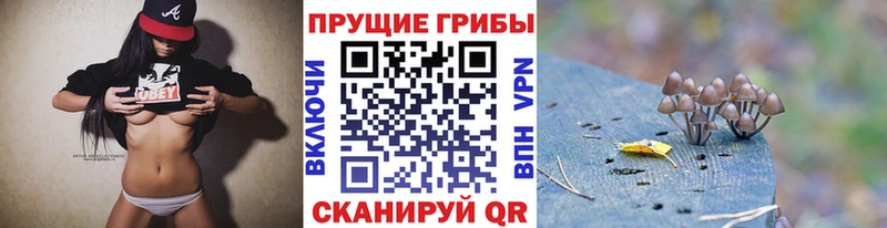 Псилоцибиновые грибы Psilocybe  Гурьевск 